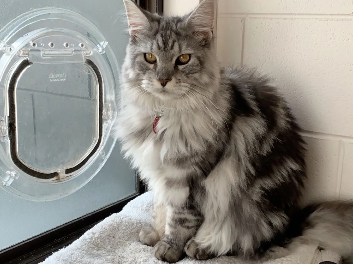 A Catwalk cat door fitted into a frosted glass panel, with the cat waiting beside it