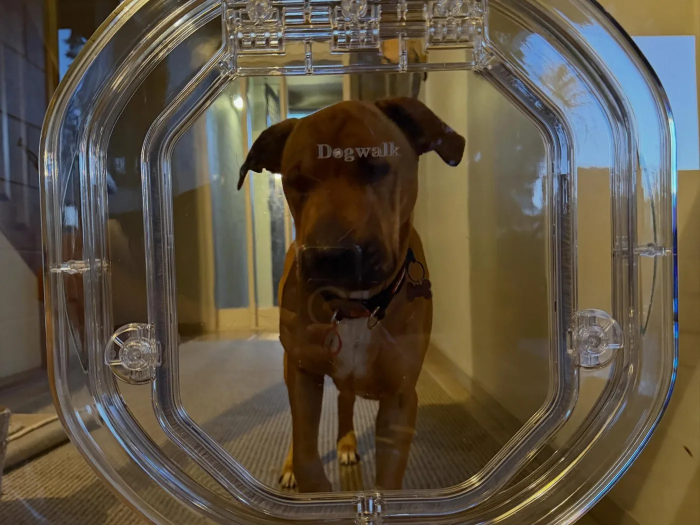A clear dog door fitted into a glass panel, with the dog looking through from inside